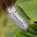 Poisonous Caterpillar - Poisonous Bugs Poisonous Caterpillar - Poisonous Bugs