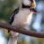 Kookaburra Song - Lyrics and Melody - Children's Songs