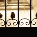 Three Little Birds - Lyrics and Melody - Children's and Toddler Songs