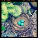 Robin's Nest